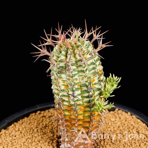 群星冠大戟|群星冠 Euphorbia stellispina,Euphorbia S*,科：大戟科。